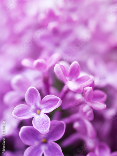 Lilac flowers closeup, soft focus, toned. Floral background   © isavira