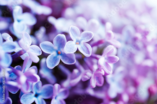 Lilac flowers closeup, soft focus, toned. Floral background 