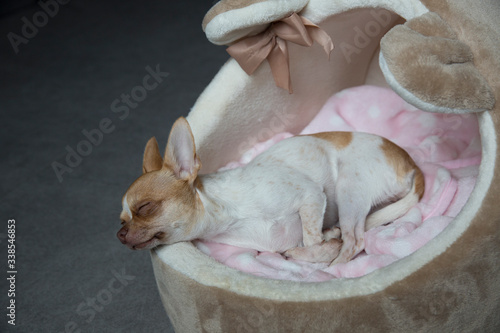 Mini chihuahua puppy sleeping in his bed. Age is six months. 