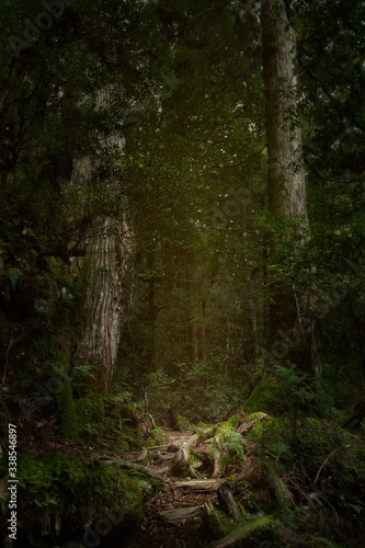 Yakushima, ancient forest, cedar forest, Kagoshima, enchanted forest, osumi island, kyushu, Natural World Heritage Site, sugi