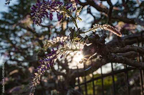 Spring nature. Close up of a beautiful cascade of wisteria flowers photo