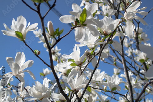 white blooming magnolias on the blue sky