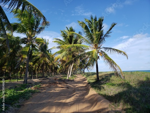 caminho nas palmeiras, coqueiros, coco, praia, paraíso, natureza