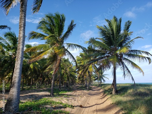caminho nas palmeiras, coqueiros, coco, praia, paraíso, natureza
