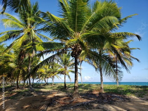 palmeiras  coqueiros  para  so  natureza  praia  mar