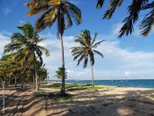 Fototapeta Naklejka Na Ścianę i Meble -  palmeiras, coqueiros, paraíso, natureza, praia, mar