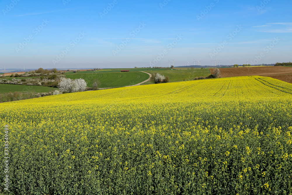 Raps Field - Cultivated colorful raps field in Germany.