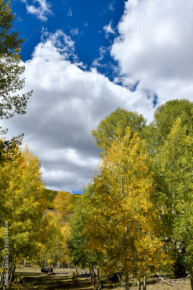 Fototapeta premium Dixie National Forest