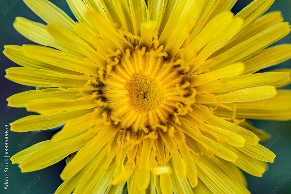 Spring nature background. Macro view of yellow dandelion. Dandelion head Spring nature background. Macro view of yellow dandelion. Dandelion head