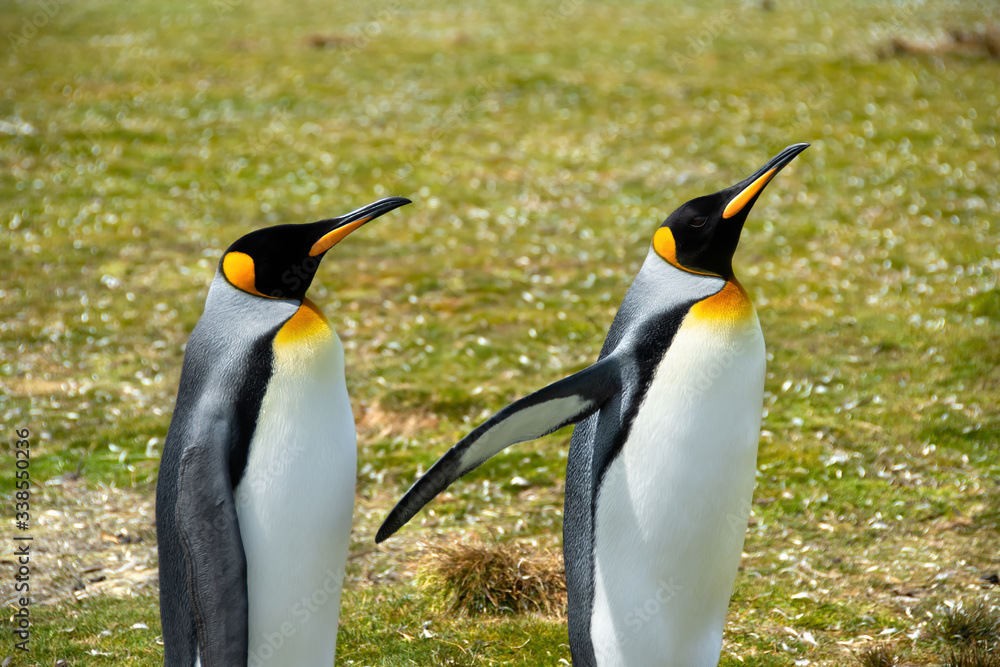 Fototapeta premium Two King Penguins on the Falkland Islands
