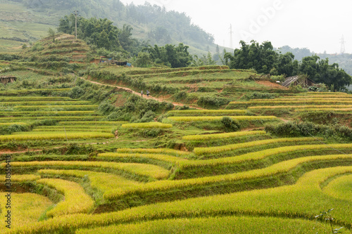 rice terraces in vietnam