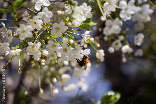 spring, flower, tree, blossom, nature, bee, flowers, branch, white, cherry, bloom, garden, apple, plant, insect, beauty, green, macro, blooming, pollen, summer, beautiful, close-up, flowering, season