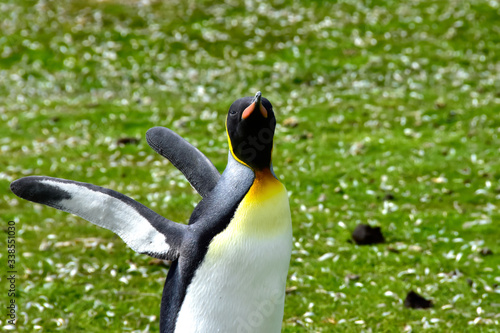 King Penguin at Volunteer Point  Falkland Island