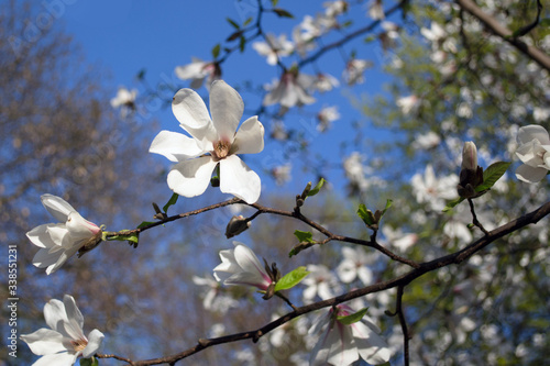 white blooming magnolias on the blue sky