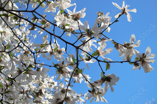 white blooming magnolias on the blue sky