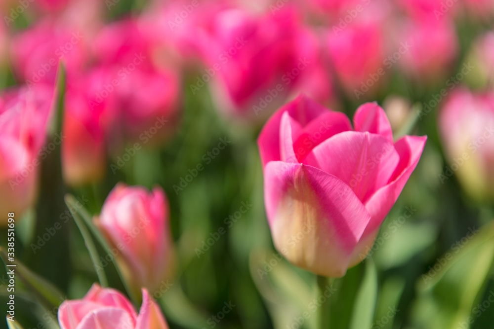 Obraz premium Detail pink tulips in field