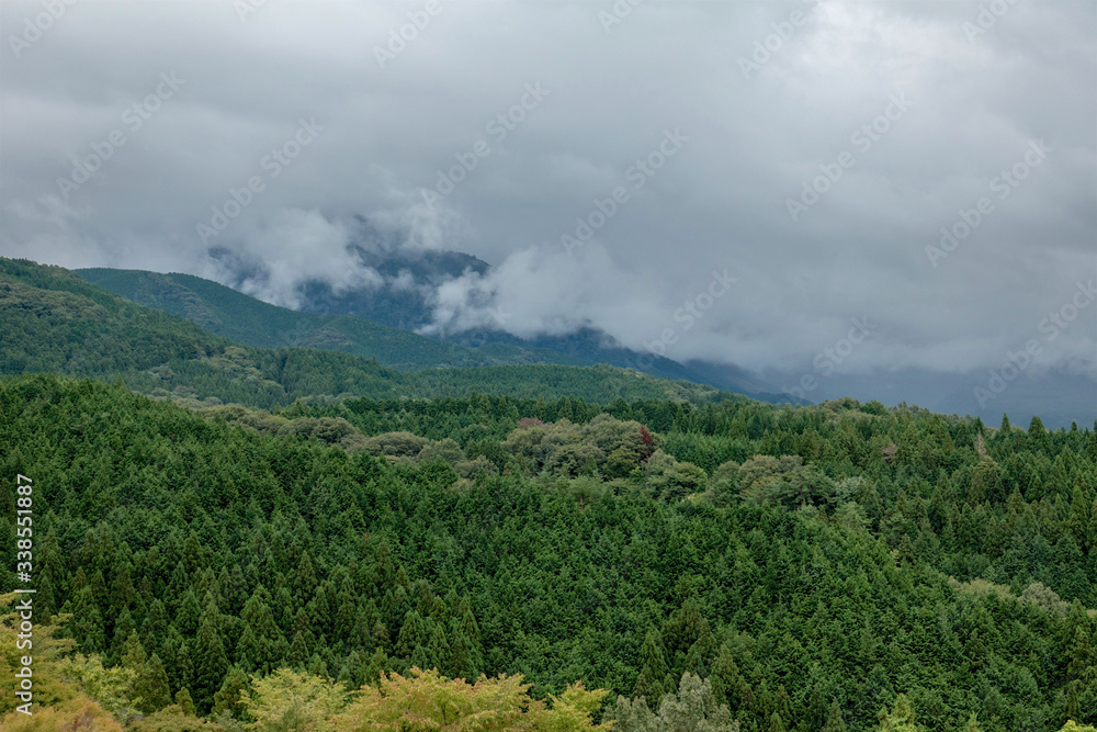 Japanese forest landscape on a rainy day