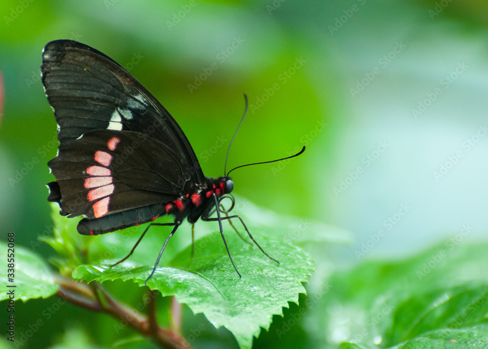 butterfly on a green leaf butterfly on a green leaf