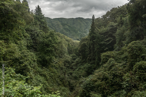 Forest foliage on a rainy day in Japan