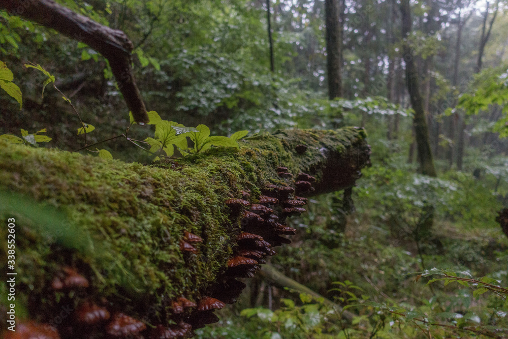 Mushrooms in clusters on a log in the forest on a rainy day in Japan Mushrooms in clusters on a log in the forest on a rainy day in Japan