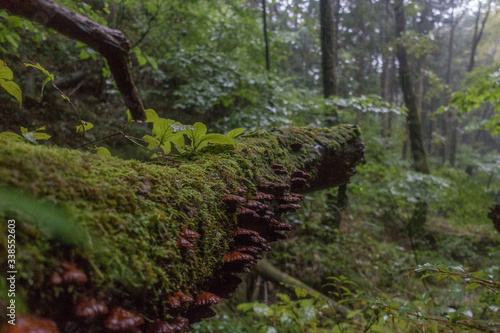 Mushrooms in clusters on a log in the forest on a rainy day in Japan