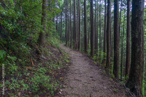 A path through the hilly woods on a rainy day in Japan
