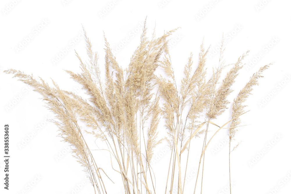 Dry reeds isolated on white background. Abstract dry  grass flowers, herbs..