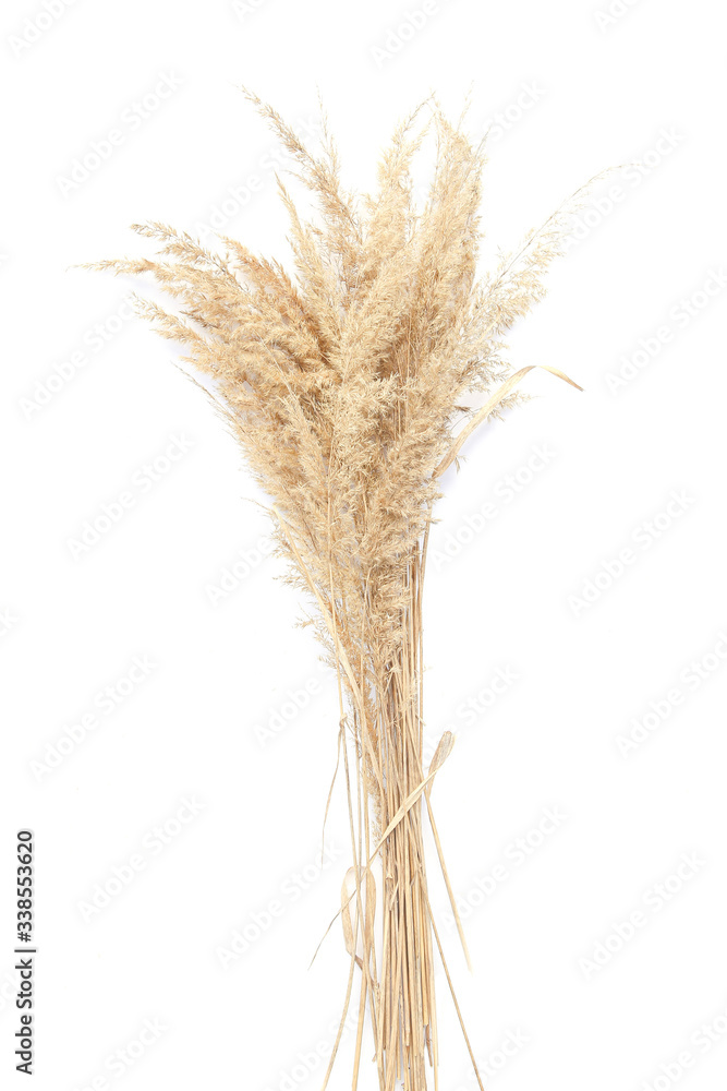 Fototapeta premium Dry reeds isolated on white background. Abstract dry grass flowers, herbs..