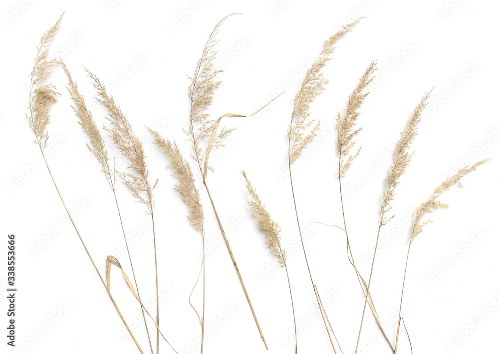Dry reeds isolated on white background. Abstract dry grass flowers, herbs.. Dry reeds isolated on white background. Abstract dry grass flowers, herbs..