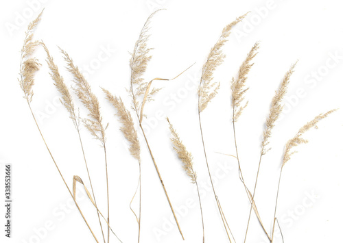 Dry reeds isolated on white background. Abstract dry grass flowers, herbs..