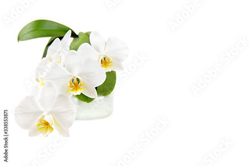 White orchid flower in a glass pot isolated on white