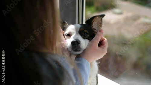 beautiful dog, white-brown color, sitting on the windowsill in the apartment, in daylight, it is pulled by the cheeks of a beautiful girl's hands, in a blue shirt with buttons, close-up photo