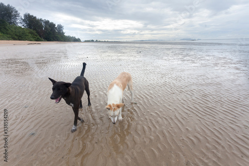 Two dogs playing on lonely Thai beach early morning