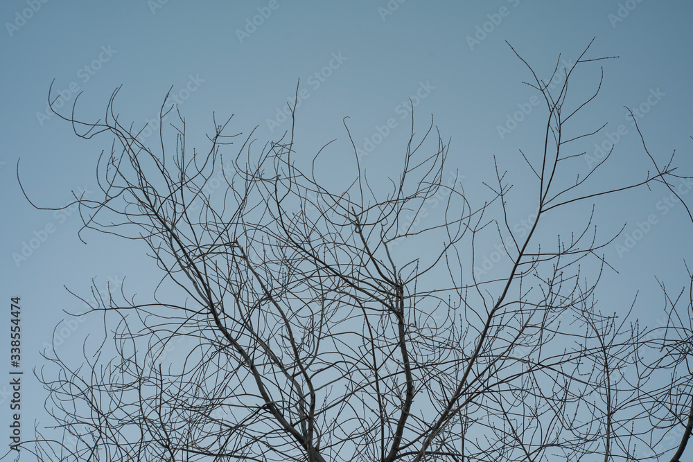 Dry tree branches against the blue sky. wildlife Dry tree branches against the blue sky. wildlife