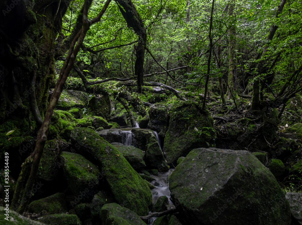 Magic roots and trees in the mystical dark rainy forests of Yakushima, Japan