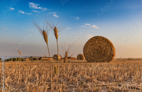 beautiful scenery of haystacks and straw of weat on the golden field before sunset, beautiful blue sky and clouds