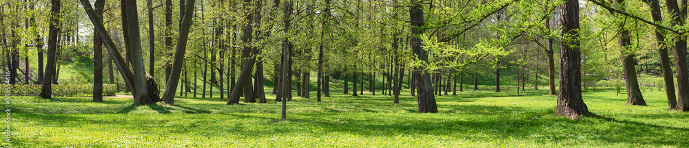 summer landscape, natural background. park or forest summer landscape, natural background. park or forest