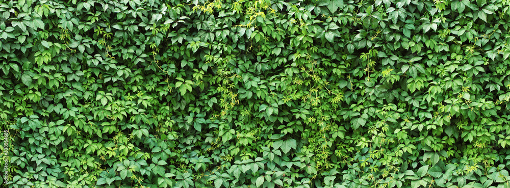 green ivy leaves wall background. nature texture plants - obrazy, fototapety, plakaty 