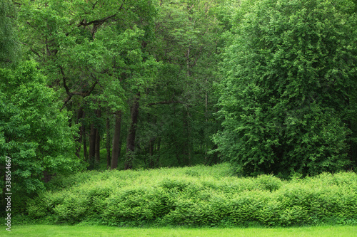 green foliage and tree in the park. summer landscape