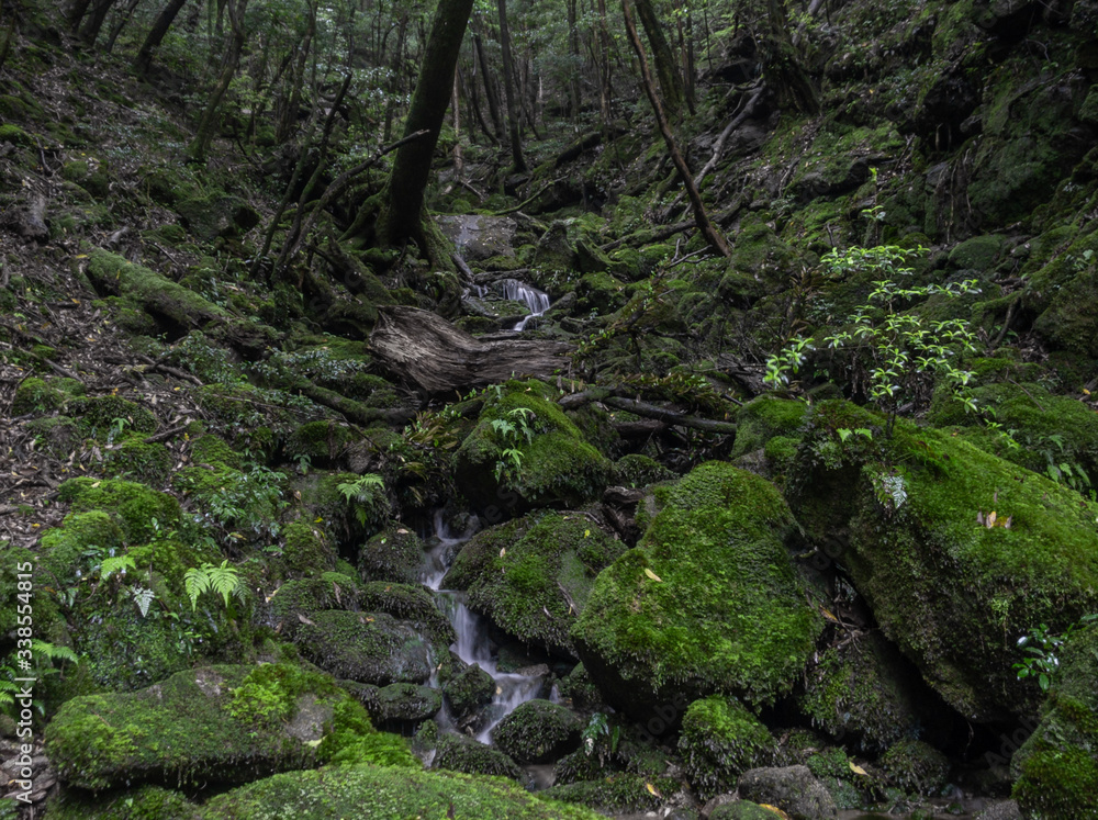 A small stream amongst magic roots and trees in the mystical dark rainy forests of Yakushima, Japan A small stream amongst magic roots and trees in the mystical dark rainy forests of Yakushima, Japan