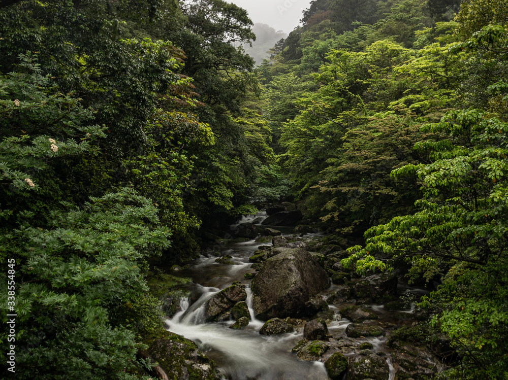 A stream between the dripping trees in the mystical dark rainy forests of Yakushima, Japan A stream between the dripping trees in the mystical dark rainy forests of Yakushima, Japan