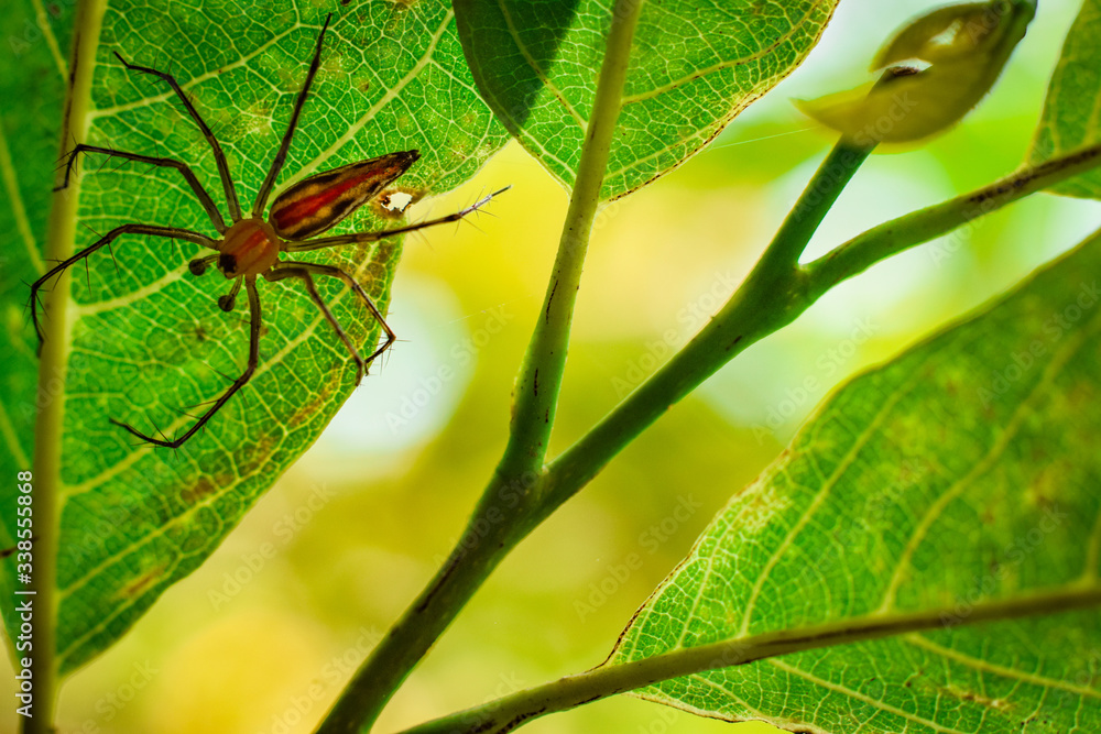 colorful spider is hanging from a tree colorful spider is hanging from a tree