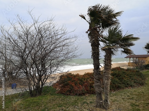 palm trees in the park