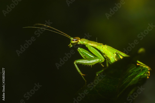 beautiful grasshopper is searching for his food
