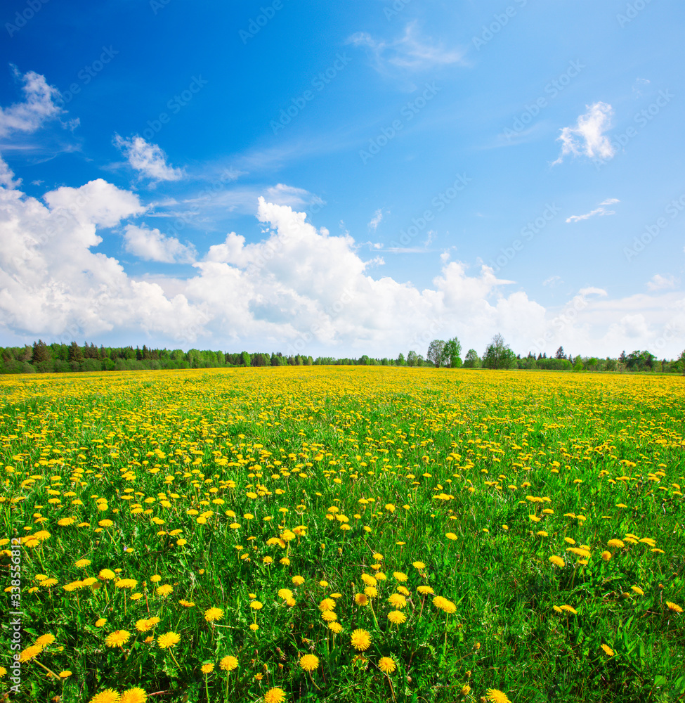 Obraz premium Yellow flowers hill under blue cloudy sky