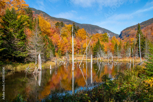 Colorful trees changing color in the fall in New England