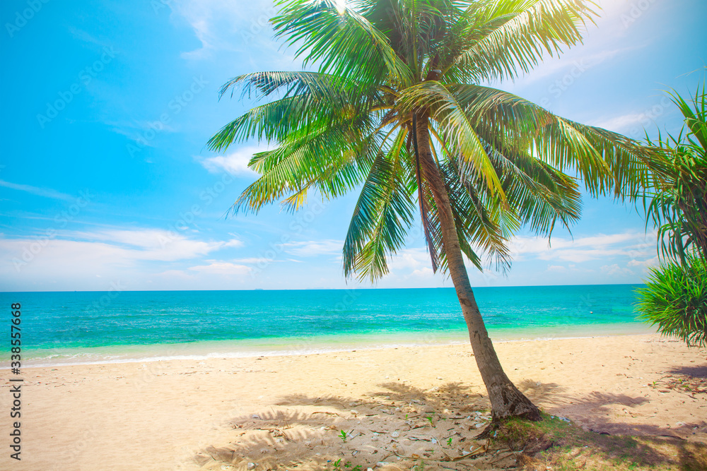 beach and coconut palm tree