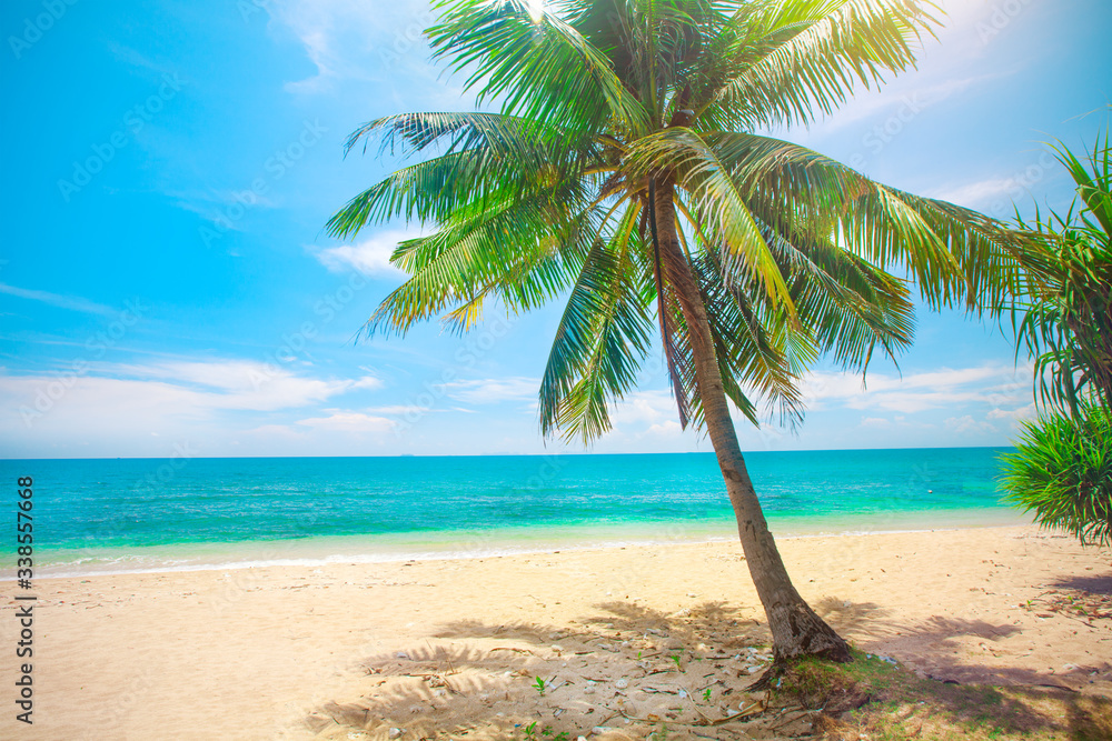 beach and coconut palm tree beach and coconut palm tree