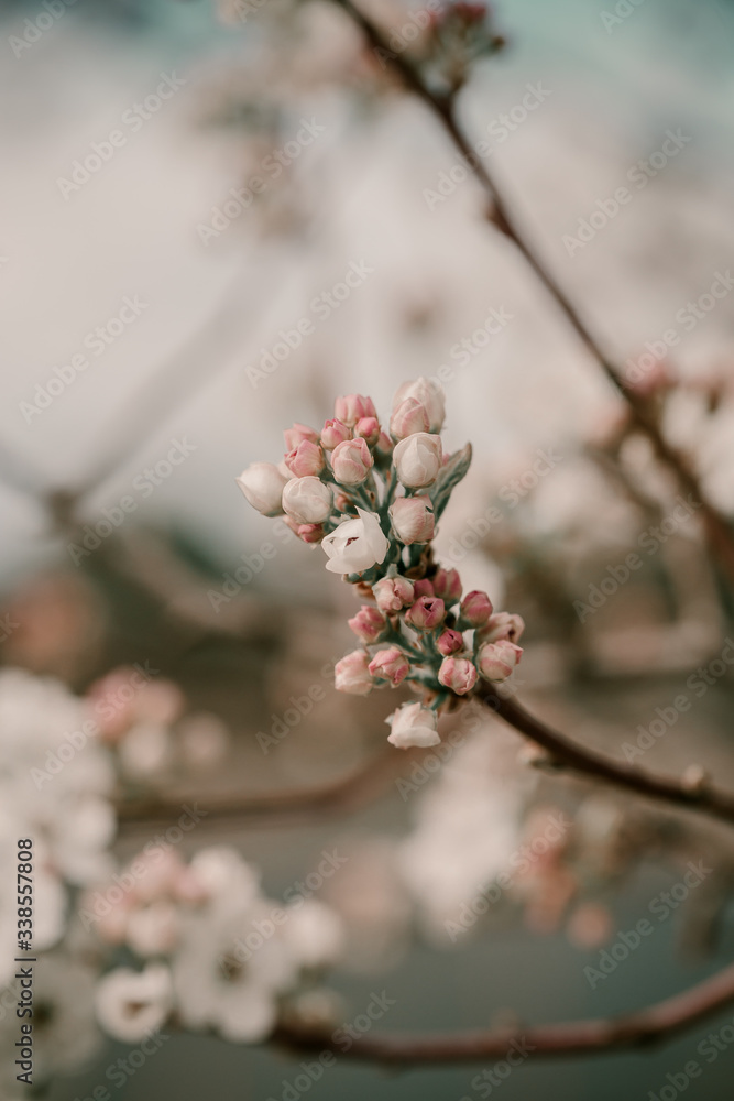 Blooming cherry sakura trees pink and white. Cherry blossoms. Denver city views during Spring time. Spring season. Beautiful bloom trees in park. Historical views. Pink and white petals on cherry tree Blooming cherry sakura trees pink and white. Cherry blossoms. Denver city views during Spring time. Spring season. Beautiful bloom trees in park. Historical views. Pink and white petals on cherry tree