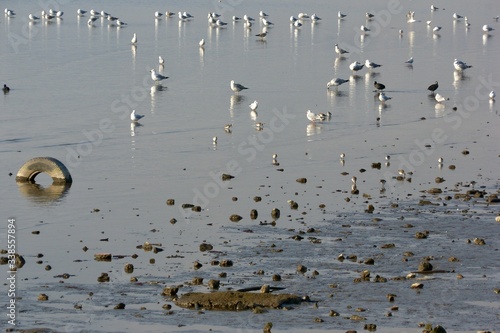 Group of birds at the seashore that turned into partially mud and old tyre was thrown to the sea